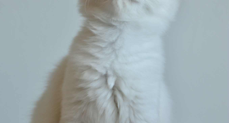 Ragdoll kandúr