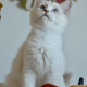 Ragdoll kandúr