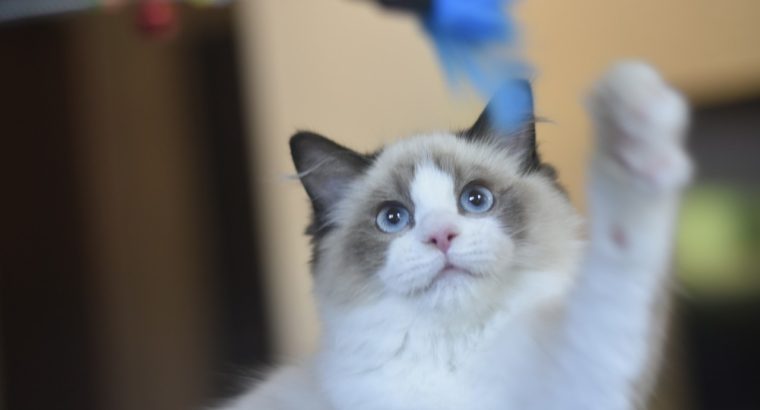 Roxy – törzskönyvvel tenyésztőtől