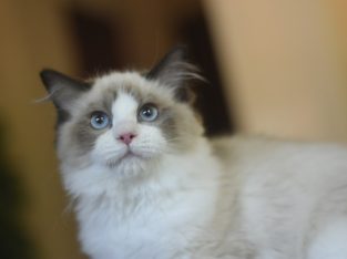 Roxy – törzskönyvvel tenyésztőtől