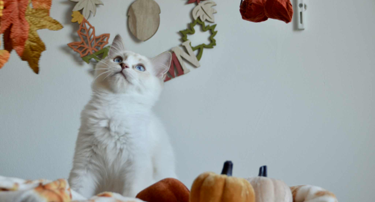 Ragdoll kandúr