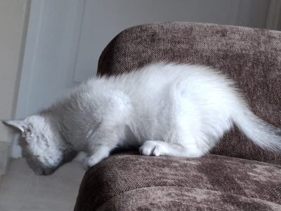 Amadeus kék szemű brit rövidszőrű