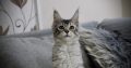 Fancy Meow Fashion Casablanca