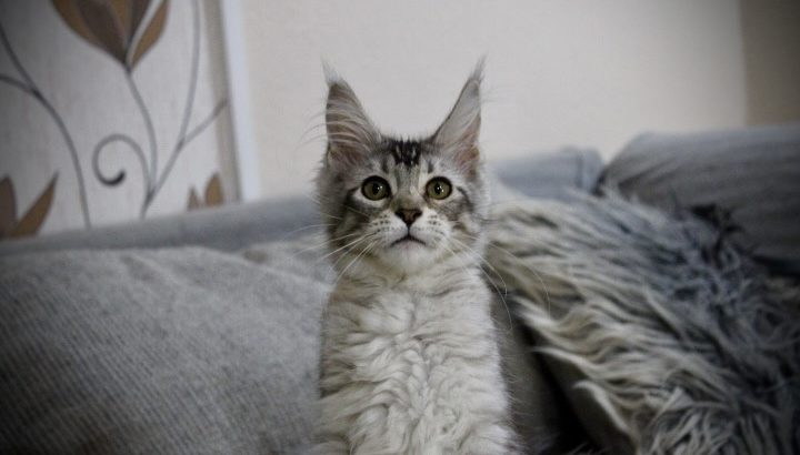Fancy Meow Fashion Casablanca