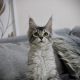 Fancy Meow Fashion Casablanca