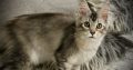 Fancy Meow Fashion Casablanca