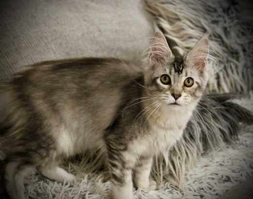 Fancy Meow Fashion Casablanca