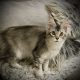Fancy Meow Fashion Casablanca