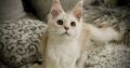Fancy Meow Fashion Carpe Diem