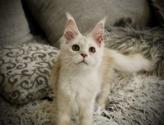 Fancy Meow Fashion Carpe Diem