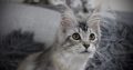 Fancy Meow Fashion Casablanca