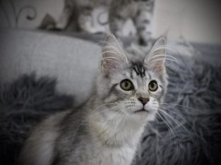 Fancy Meow Fashion Casablanca