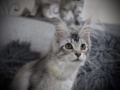 Fancy Meow Fashion Casablanca