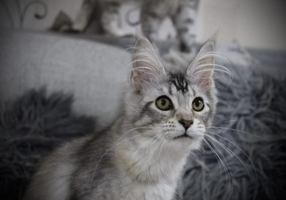 Fancy Meow Fashion Casablanca