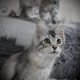 Fancy Meow Fashion Casablanca