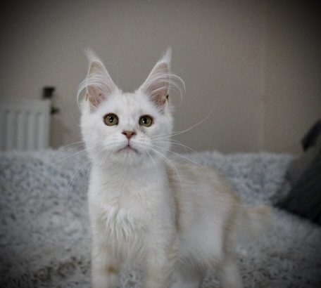 Fancy Meow Fashion Carpe Diem