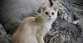 Fancy Meow Fashion Carpe Diem