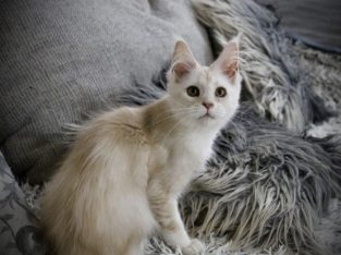 Fancy Meow Fashion Carpe Diem