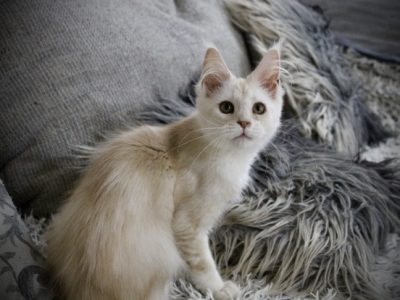 Fancy Meow Fashion Carpe Diem