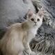 Fancy Meow Fashion Carpe Diem