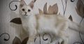 Fancy Meow Fashion Carpe Diem