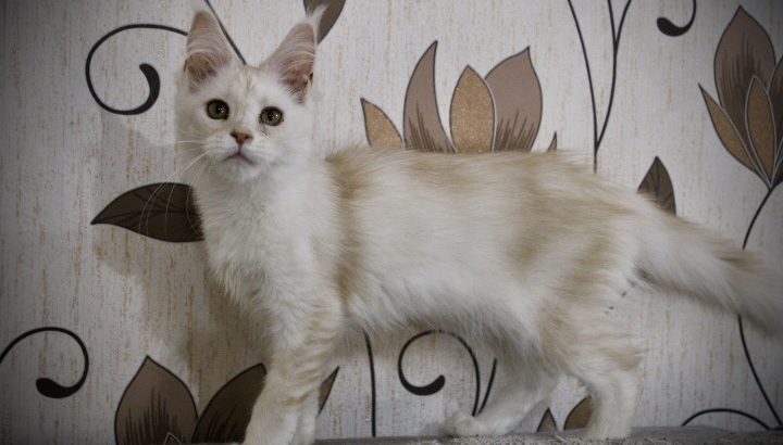 Fancy Meow Fashion Carpe Diem