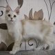Fancy Meow Fashion Carpe Diem