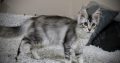Fancy Meow Fashion Casablanca