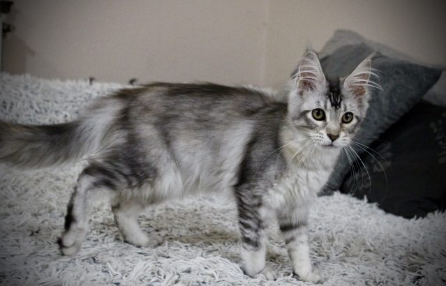 Fancy Meow Fashion Casablanca