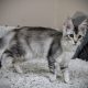 Fancy Meow Fashion Casablanca