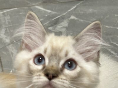 Ragdoll kandúr seal lynx mitted
