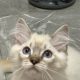 Ragdoll kandúr seal lynx mitted