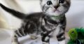 Brit rövidszőrű tabby kandúr – Niko
