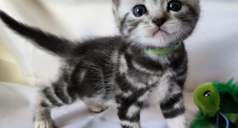 Brit rövidszőrű tabby kandúr – Niko