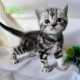 Brit rövidszőrű tabby kandúr – Niko