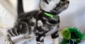 Brit rövidszőrű tabby kandúr – Niko
