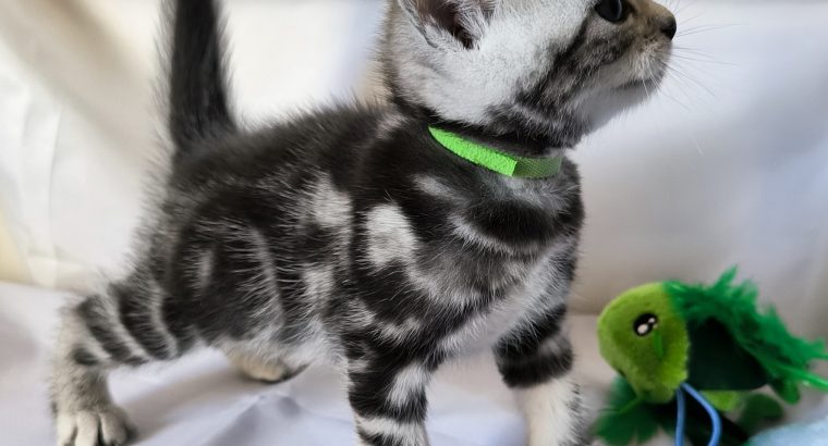 Brit rövidszőrű tabby kandúr – Niko