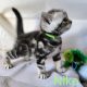 Brit rövidszőrű tabby kandúr – Niko