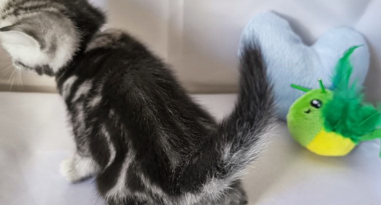 Brit rövidszőrű tabby kandúr – Niko