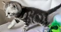 Brit rövidszőrű tabby kandúr – Niko