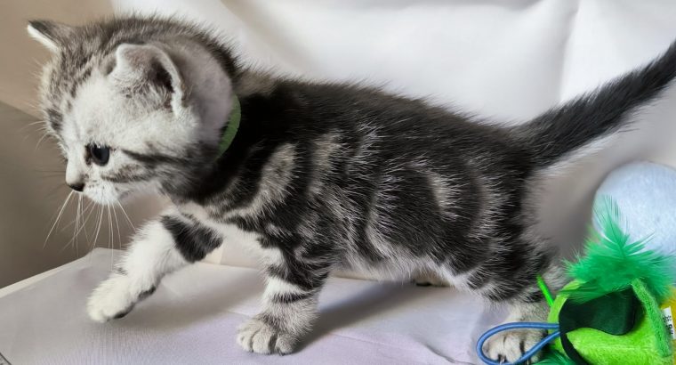 Brit rövidszőrű tabby kandúr – Niko