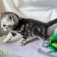 Brit rövidszőrű tabby kandúr – Niko