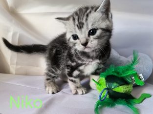 Brit rövidszőrű tabby kandúr – Niko
