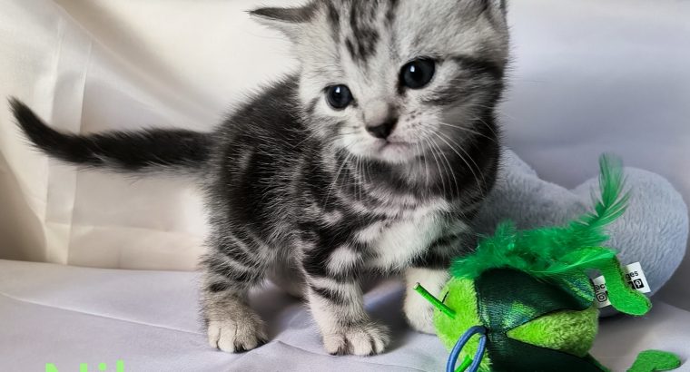 Brit rövidszőrű tabby kandúr – Niko