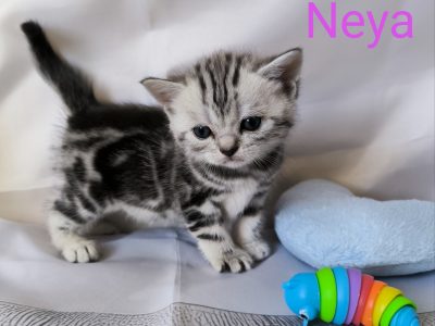 Brit rövidszőrű kislány – Neya