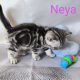 Brit rövidszőrű kislány – Neya
