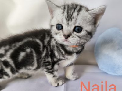 Brit rövidszőrű kislány – Naila