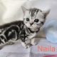 Brit rövidszőrű kislány – Naila
