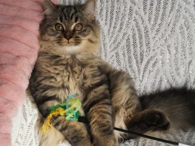 Brit hosszúszőrű fiú