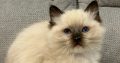 Ragdoll kandúr